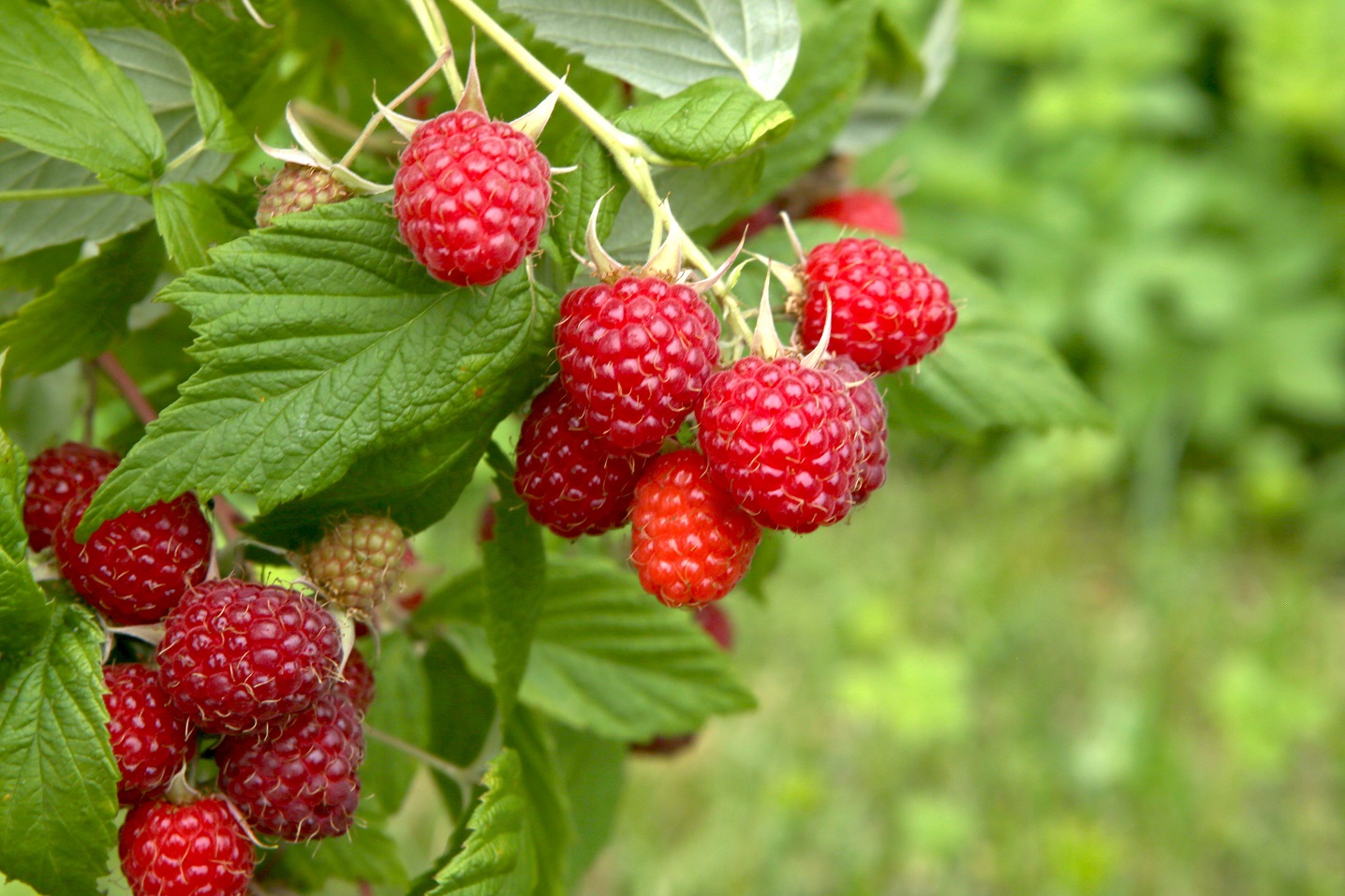 Maliny ekologiczne